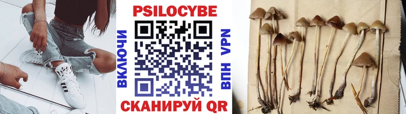 Галлюциногенные грибы Psilocybine cubensis  Купить закладки  Змеиногорск 